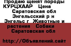 Продаю щенят породы КУРЦХААР › Цена ­ 6 000 - Саратовская обл., Энгельсский р-н, Энгельс г. Животные и растения » Собаки   . Саратовская обл.